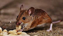 24 Hour & Emergency Exterminators in Hilmoe, SD